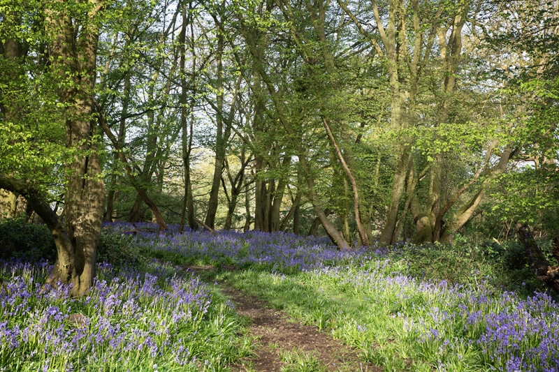 Kelvedon Hall, Brentwood